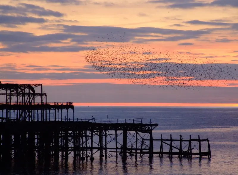 The ruined West Pier in Brighton silhouetted at sunset, with a flock of starlings over the sea